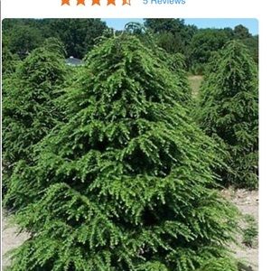 Meet your Posher, Selena